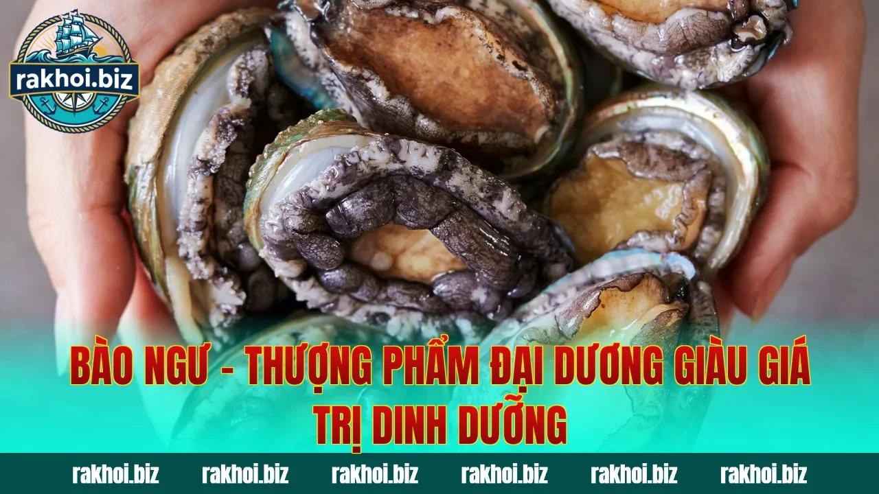 Bào Ngư – Thượng Phẩm Đại Dương Giàu Giá Trị Dinh Dưỡng