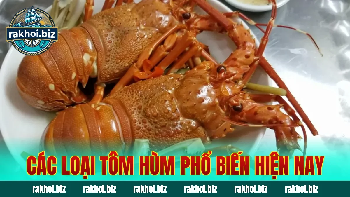 Các loại tôm hùm phổ biến hiện nay