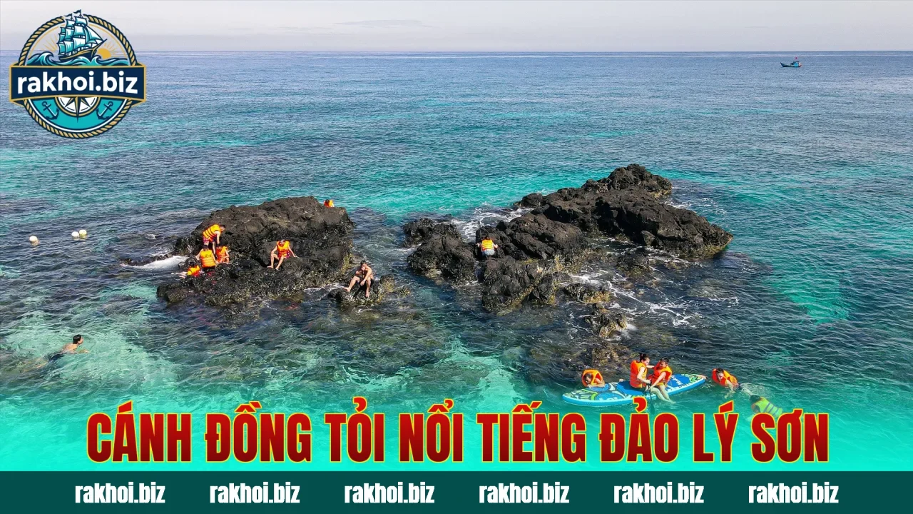 Cánh đồng tỏi nổi tiếng đảo Lý Sơn
