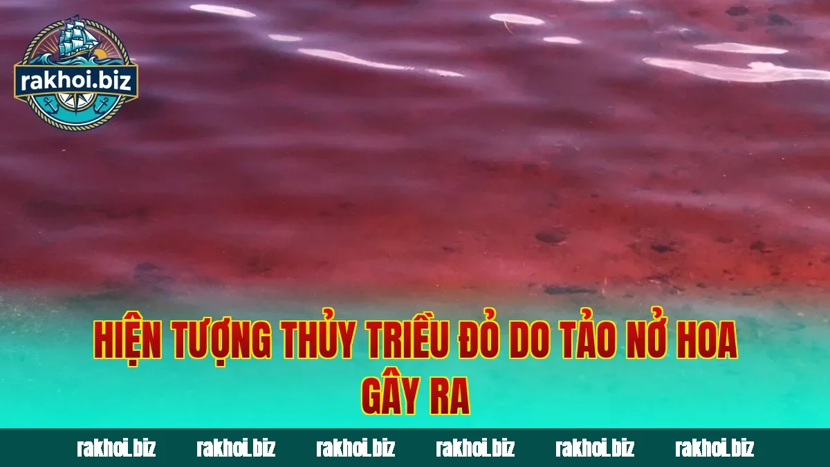 Hiện tượng thủy triều đỏ do tảo nở hoa gây ra