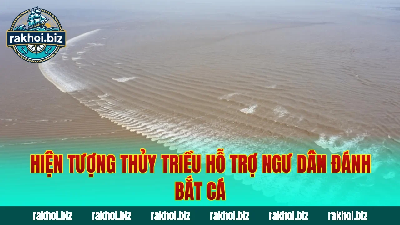 Hiện tượng thủy triều hỗ trợ ngư dân đánh bắt cá